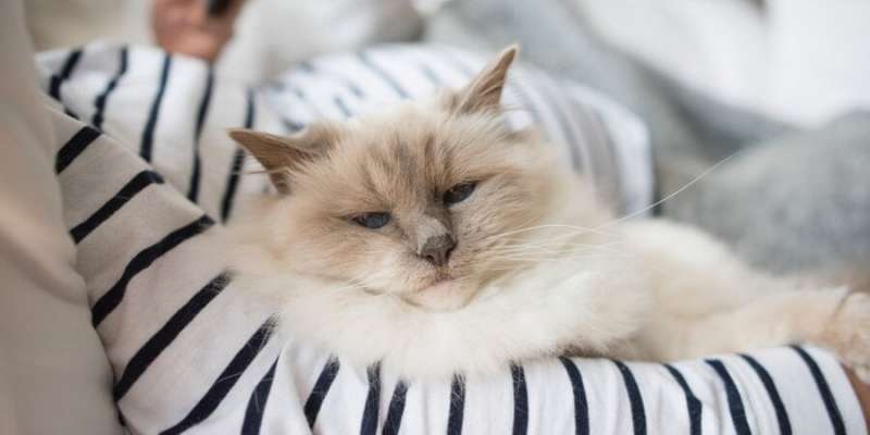 Безсоромні егоїсти. Вчені нарешті знайшли пояснення, чому коти лягають спати на людину