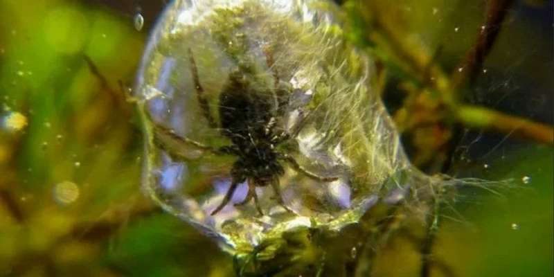 Надихнулися павуком. Учені розробили покриття, яке залишається сухим навіть під водою