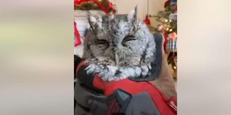 Найкраща прикраса. Американська сім'я знайшла совеня на своїй різдвяній ялинці - відео